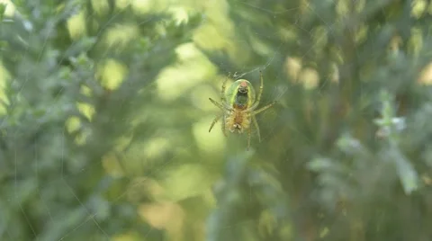 Spider on a web on a sunny day Stock Footage 51921864