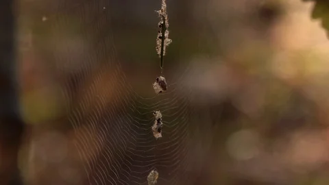 Spider web in the sunny forest. Close up. Stock Footage 90117867