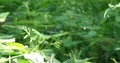 Spider web in sunny green moor plants 4k or 4k+ Resolution