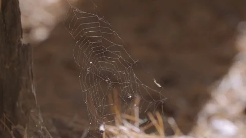Spider web at the sunny pine forest Stock Footage 80781746