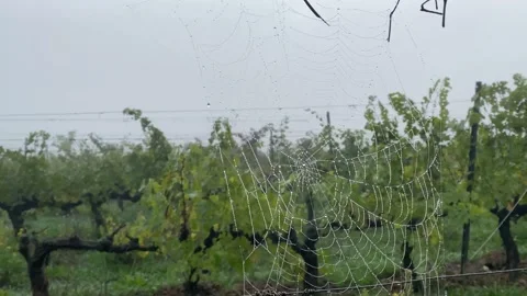 Spider web at sunrise concept internet hallowen wild nature vineyards Stock Footage 163166841