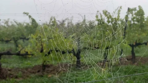 Spider web at sunrise concept internet hallowen wild nature vineyards Stock Footage 163166843