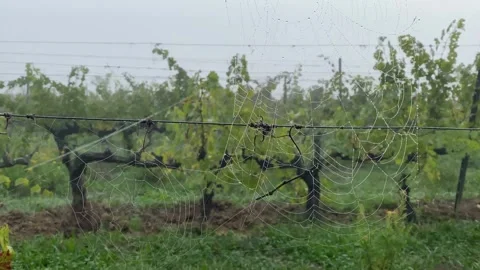 Spider web at sunrise concept internet hallowen wild nature vineyards Stock Footage 163166844