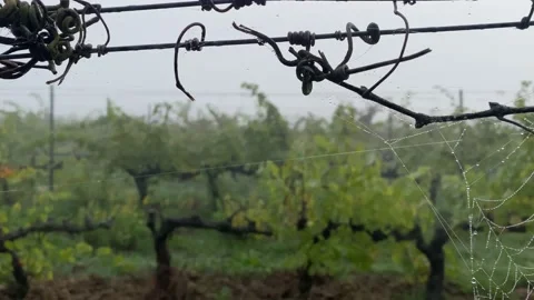 Spider web at sunrise concept internet hallowen wild nature vineyards Stock Footage 163166855