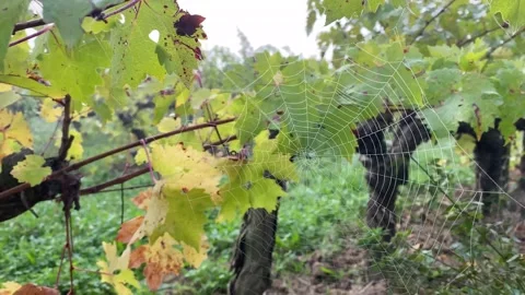 Spider web at sunrise concept internet hallowen wild nature vineyards Stock Footage 163166859