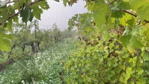 Spider web at sunrise concept internet hallowen wild nature vineyards Stock Footage 163166866