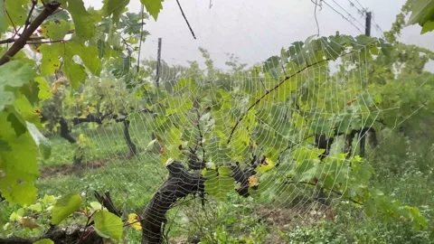 Spider web at sunrise concept internet hallowen wild nature vineyards Stock Footage 163166880