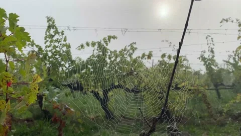 Spider web at sunrise concept internet hallowen wild nature vineyards Stock Footage 163166890