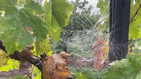 Spider web at sunrise concept internet hallowen wild nature vineyards Stock Footage 163166900