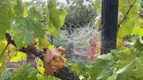 Spider web at sunrise concept internet hallowen wild nature vineyards Stock Footage 163166901