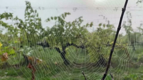 Spider web at sunrise concept internet hallowen wild nature vineyards Stock Footage 163166903