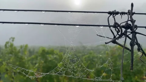 Spider web at sunrise concept internet hallowen wild nature vineyards Stock Footage 163166909