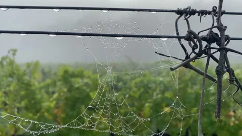 Spider web at sunrise concept internet hallowen wild nature vineyards Stock Footage 163166915
