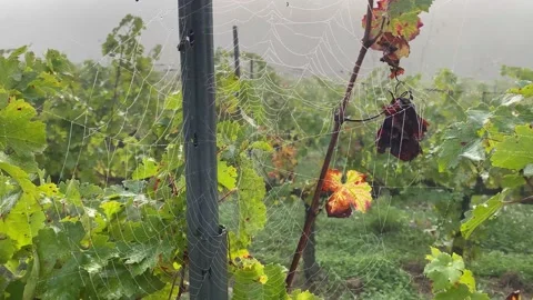 Spider web at sunrise concept internet hallowen wild nature vineyards Stock Footage 163166916