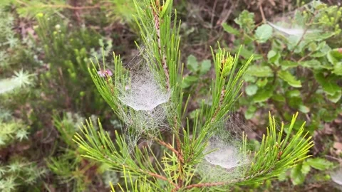 Spider web at sunrise concept internet hallowen wild nature vineyards Stock Footage 163166935