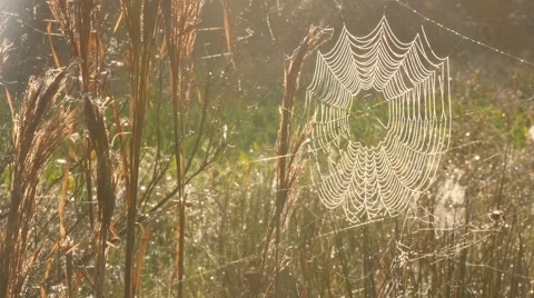 Spider web at sunrise Stock Footage 59430644