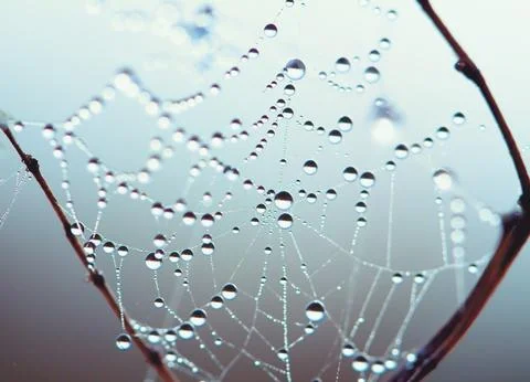 Spider web at sunrise Stock Photos