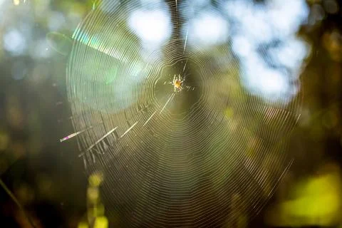 A spider on a web in the sun's rays in the forest Stock Photos