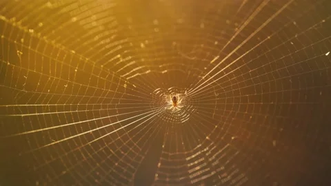 Spider on a web at sunset Stock Footage 146125911