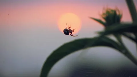 A Spider in web Sunset Silhouette Handheld Stock Footage 139626715