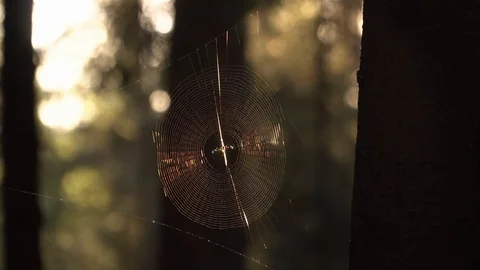 Spider on web in sunset sunshine Stock Footage 90086221