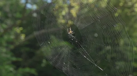 SPIDER WEB SWAYING WITH SPIDER Stockbeeldmateriaal 61889989