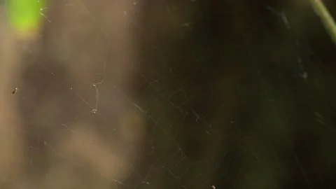 Spider Web Swaying in Tropical Forest Breeze Видео 336037728