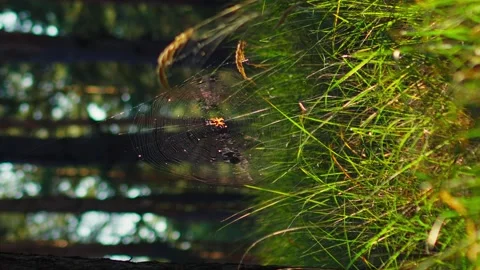 Spider web swaying in wind in evening on sunset in the forest, green background. Video stock 256994805