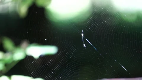 Spider web swaying in wind on orange blurred background. Vidéo 161928055