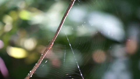 Spider web swaying in wind on orange blurred background. Vidéo 161928100