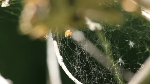 Spider web sways in the breeze Stock-Footage 11268268