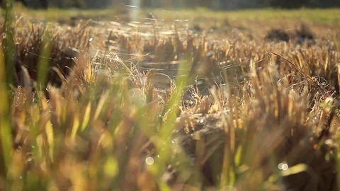 The spider web sways from the wind, glistens in the sun. Stock Footage 117293924