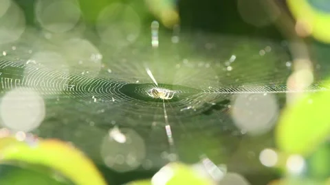 A spider on a web swings in the wind in the backlight. Side view. Stock Footage 221936572