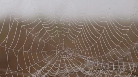 Spider web in tall grass in savannah at midday Stock Footage 314791260