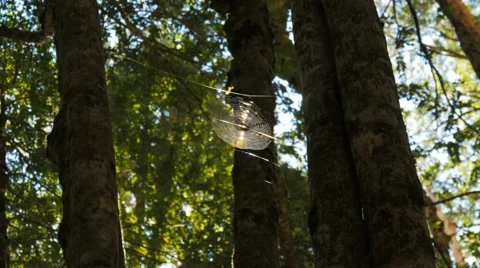 Spider web in tasmanian beech forest Stock Footage 49437860