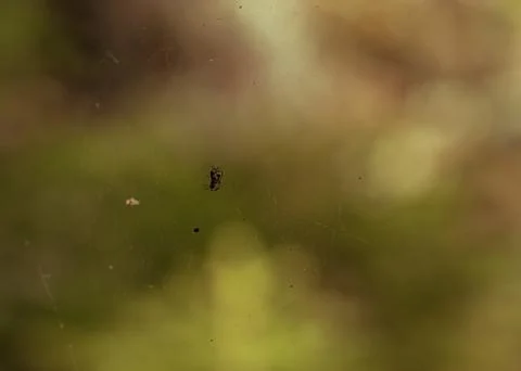 Spider web thread cobwed, catching food Stock Photos