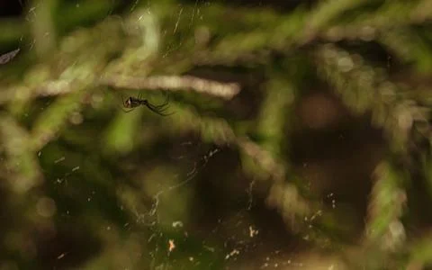 Spider web thread cobwed, catching food Stock Photos