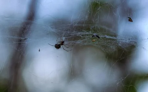 Spider web thread cobwed, catching food Stock Photos