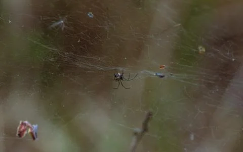 Spider web thread cobwed, catching food Stock Photos