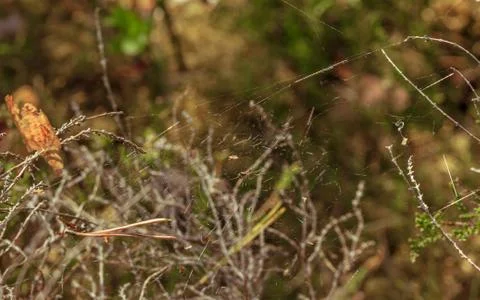 Spider web thread cobwed, catching food Stock Photos