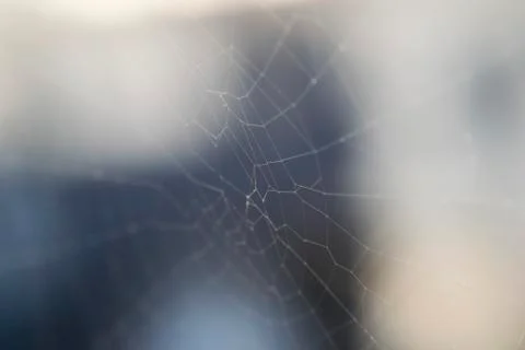 Spider web threads on blurred background on Sunny day Stock Photos