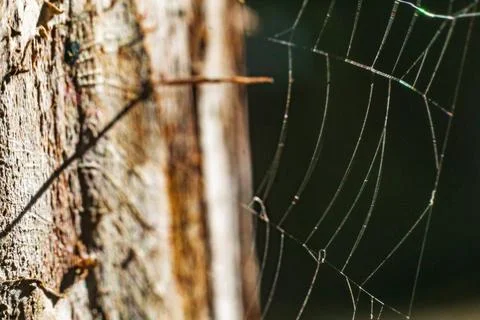 Spider Web Threads Insect Predator Weave Pattern Hanging On Tree 写真素材