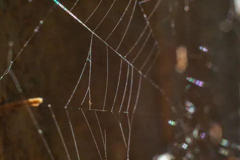 Spider Web Threads Insect Predator Weave Pattern Hanging On Tree Stock Photos