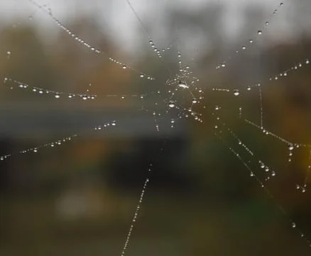 Spider web on the threads of which water droplets hang Stock Photos