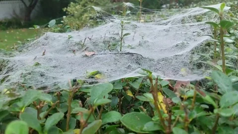Spider Web on Top of a Hedge Stock Footage 81488159