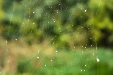 Spider web trap close-up on a background of green forest Stock Photos