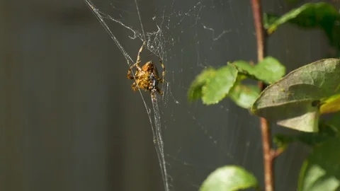 Spider in web with trapped fly Stock Footage 86237807