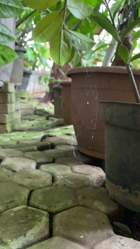 Spider web with trapped mosquitoes Stock Footage 328566044