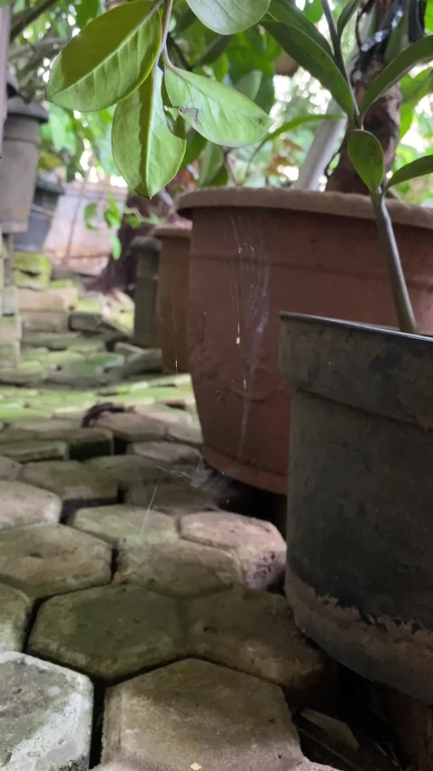 Spider web with trapped mosquitoes Stock Footage 328566046