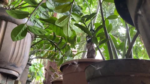 Spider web with trapped mosquitoes Stock Footage 328566052